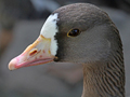 Pacific White-fronted Goose